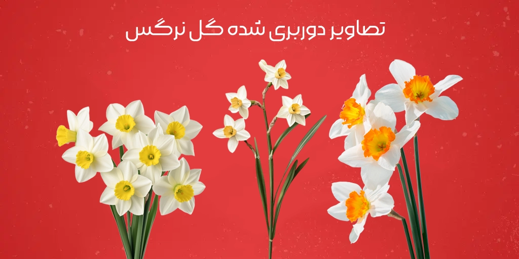 گل نرگس