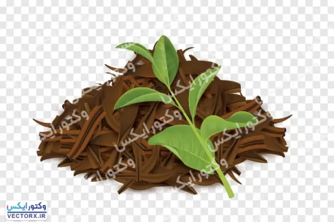 برگ چای بدون پس زمینه