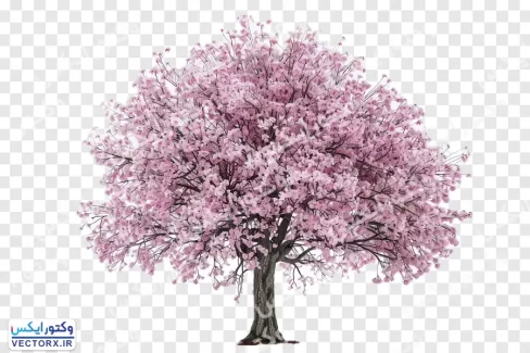 درخت گیلاس با شکوفه بدون پس زمینه