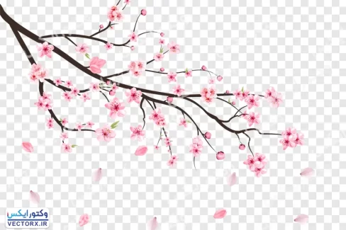 دانلود تصویر شاخه شکوفه گیلاس بدون پس زمینه