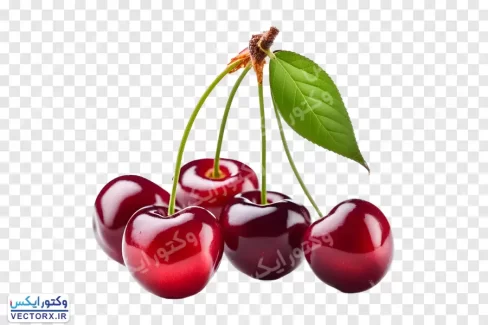 دانلود تصویر گیلاس بدون پس زمینه