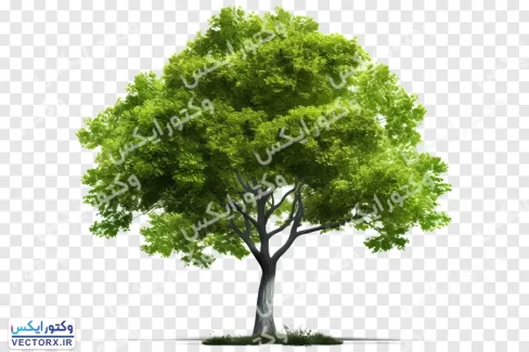دانلود درخت بدون پس زمینه