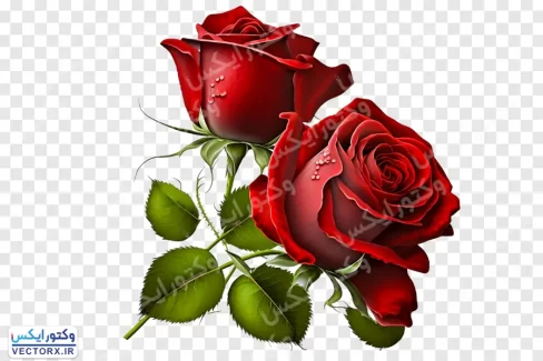 دانلود گل رز قرمز