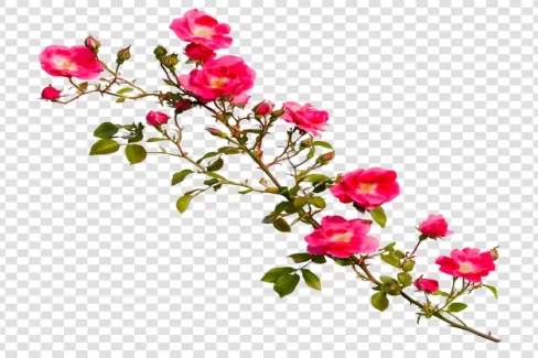 شاخه گل رز بدون پس زمینه