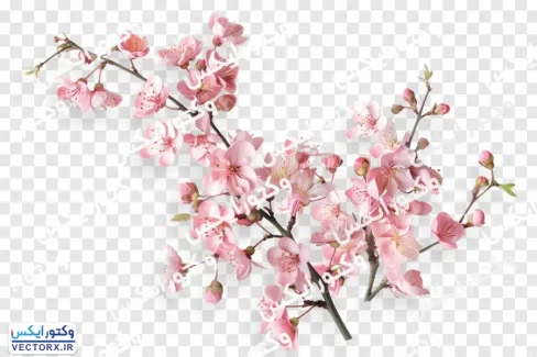 شاخه شکوفه های بهاری صورتی