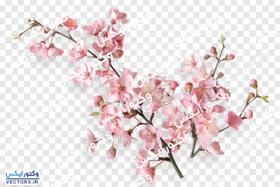 شاخه شکوفه های بهاری صورتی