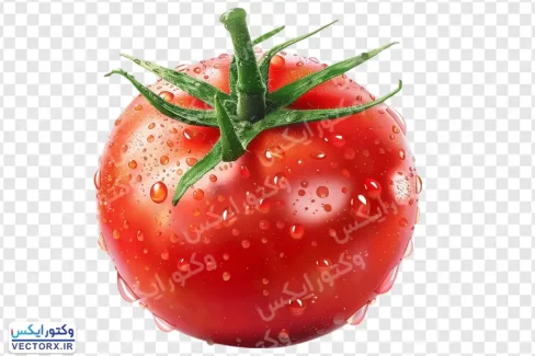 دانلود گوجه فرنگی بدون پس زمینه