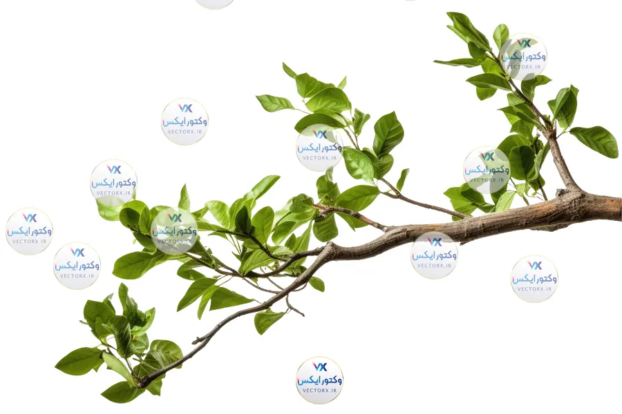 شاخه درخت بدون پس زمینه