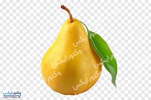 دانلود تصویر گلابی بدون پس زمینه