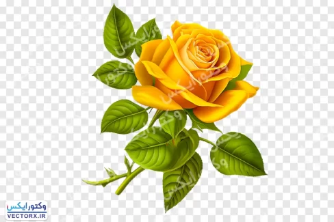 دانلود گل رز زرد